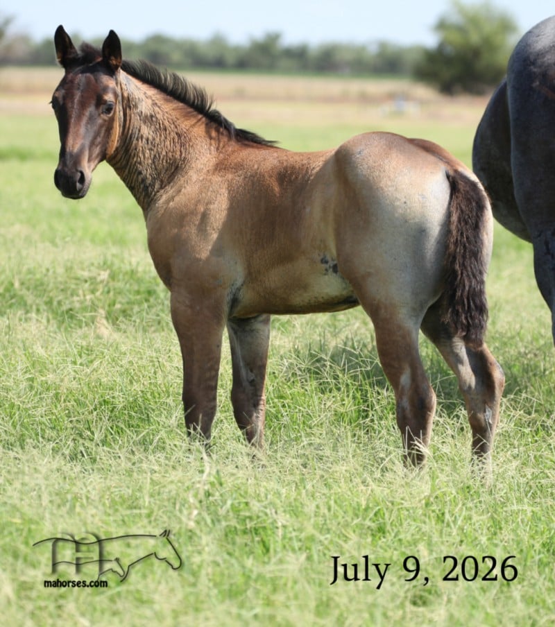 Rainy Blu Hancock MA's Roan Stallion